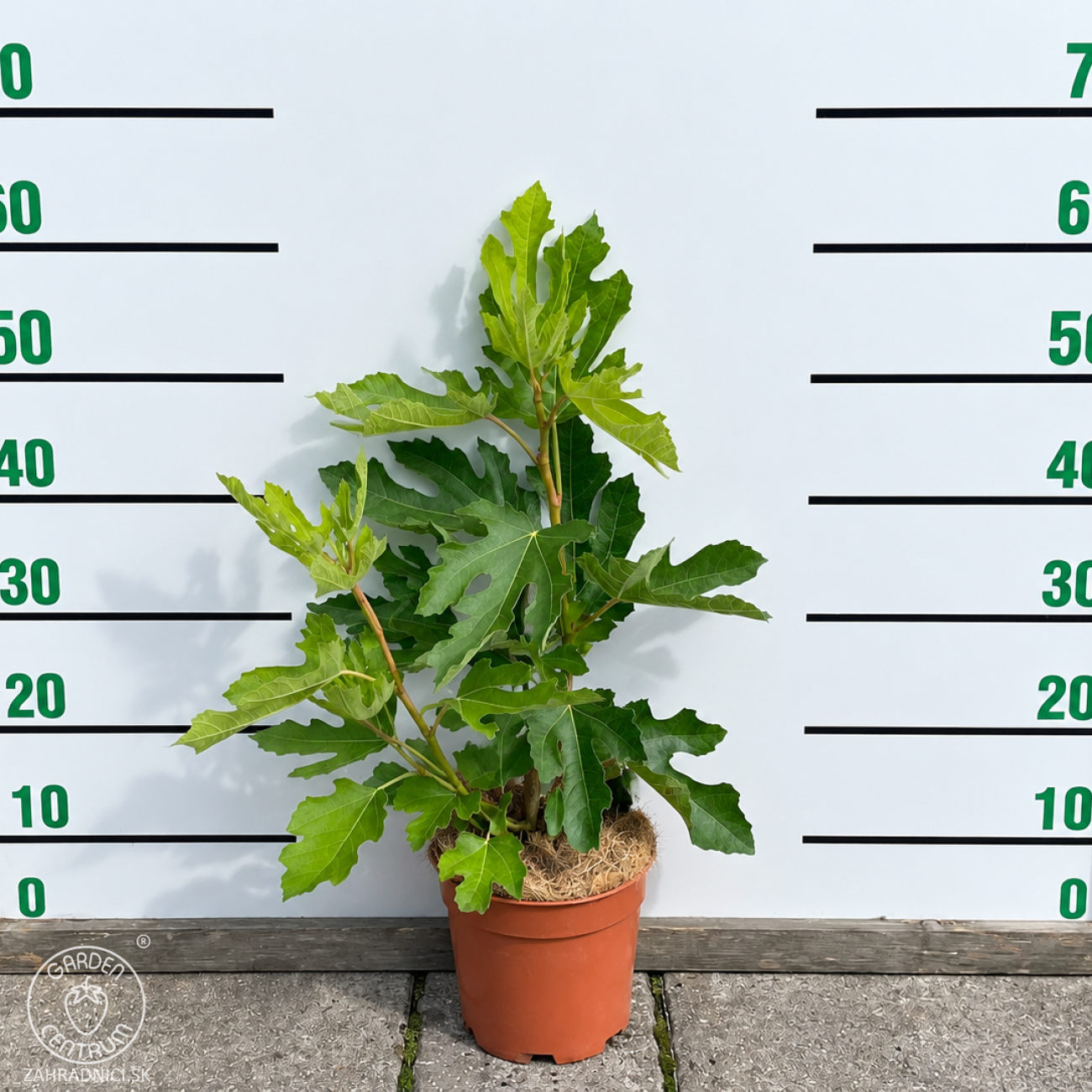 Obrázok Figovník (ficus carica) ´LITTLE MISS FIGGY´® - výška 40-50 cm, kont. C2L/C3L